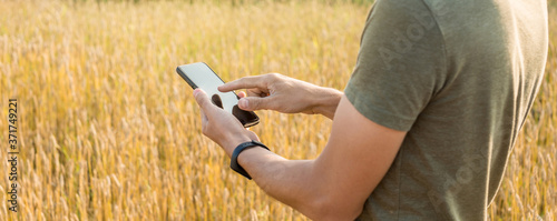 A young modern man is using a smartphone among golden spikelets of ripe wheat in a field