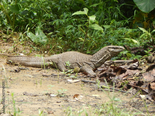 Indian Varanus Salvator.