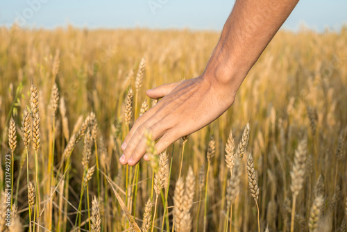 Man's hand is carefully passing his hand over the spikelets in a wheat field