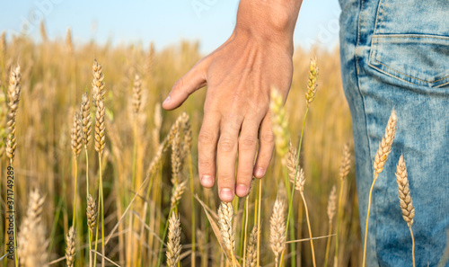 A man in jeans in a wheat field is carefully running his hand over the golden ripe spikelets