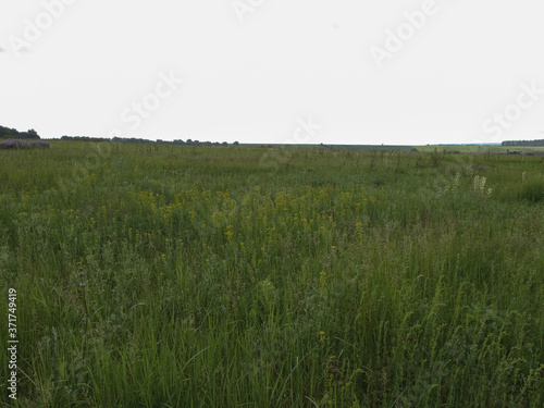 Green spring meadow against the sky.