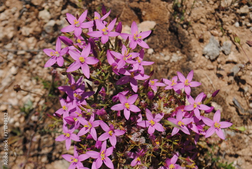 Common centaury purple flowers. Centaurium erythraea.