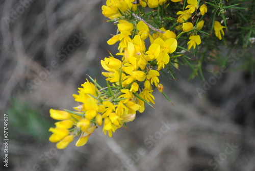 Gorse yellow flowers, detail. Genista scorpius.