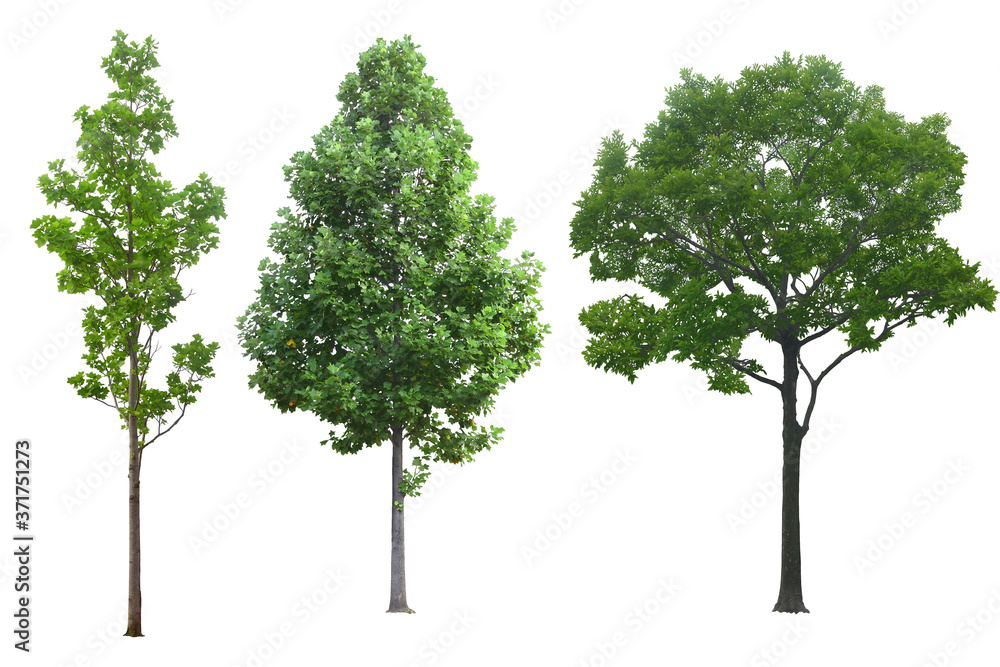 Obraz premium Tree dicut at isolated on white background.