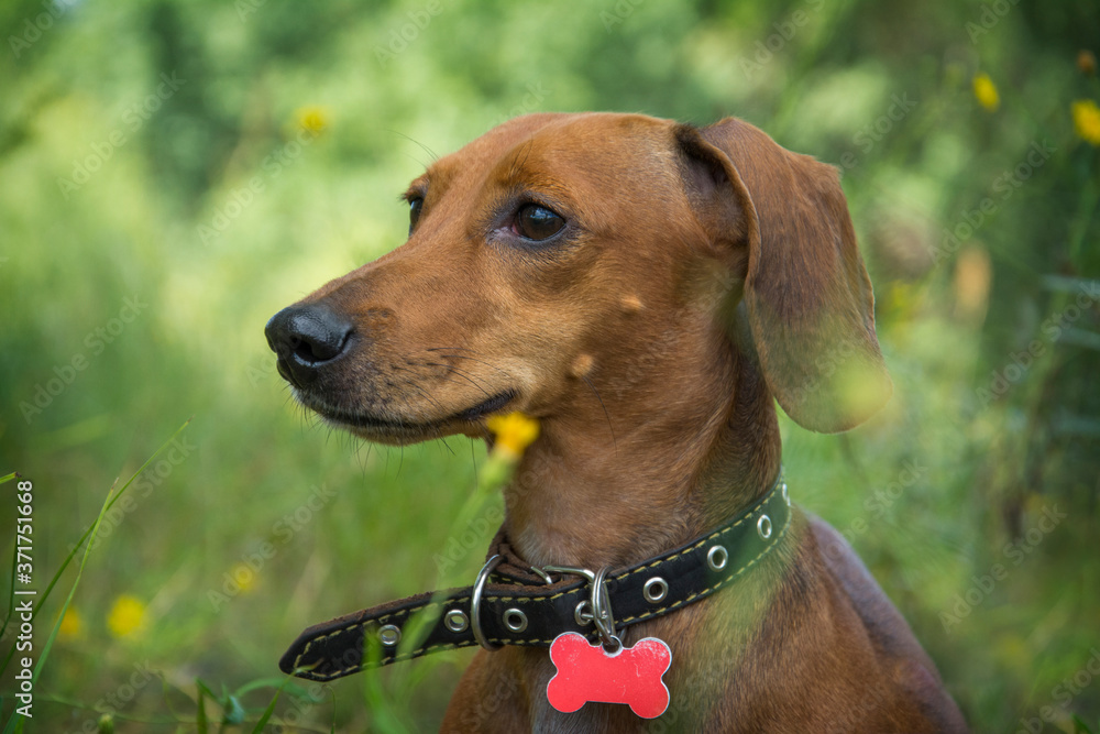 In summer, on a sunny day, a dachshund walks in the field. In summer, on a sunny day, a dachshund walks in the field.