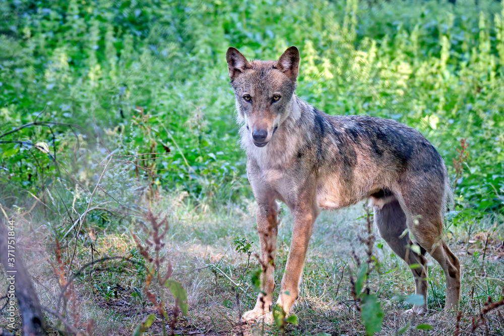 Europäischer Wolf Europäischer Wolf