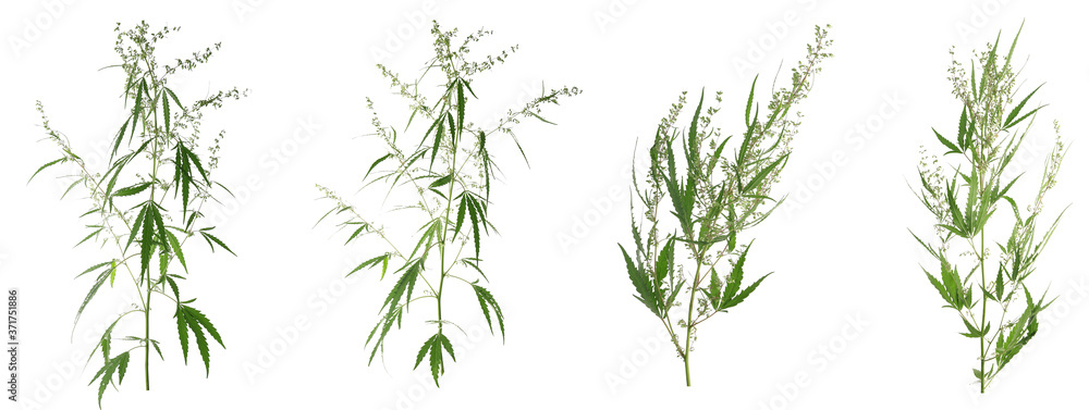 Obraz premium Set of hemp plants on white background, banner design