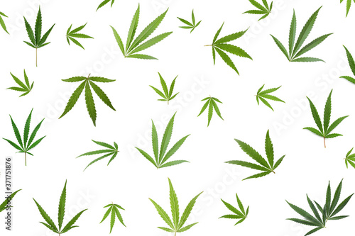 Green hemp leaves falling on white background