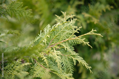 Green fresh plant. Thuja Brabant green thuja tree branches close up details