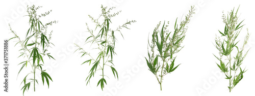 Set of hemp plants on white background, banner design
