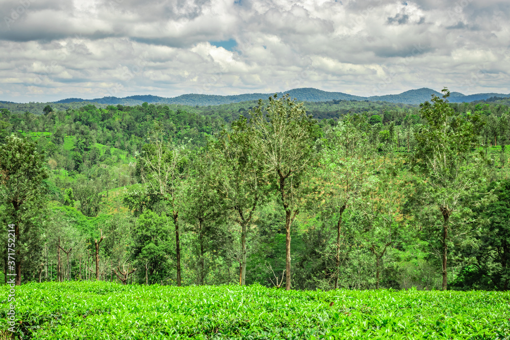 tea garden with green forests and amazing sky tea garden with green forests and amazing sky