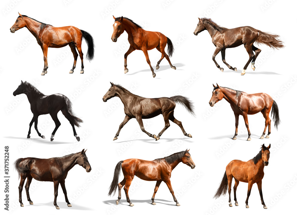 Collage with photos of horses on white background. Beautiful pet