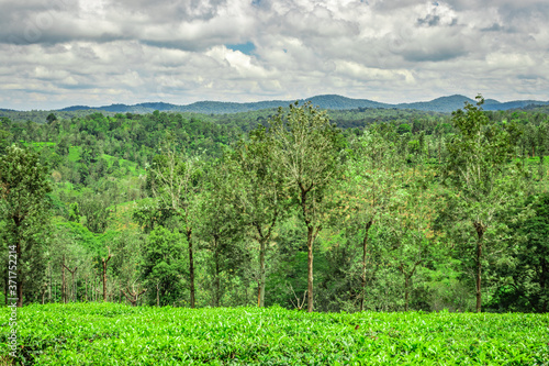 tea garden with green forests and amazing sky