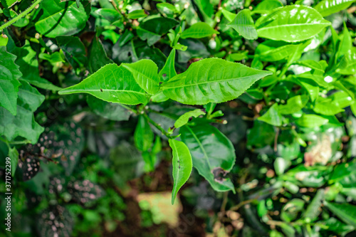 tea leaves isolated close up top angle shot