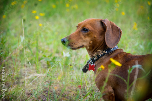 In summer, on a sunny day, a dachshund walks in the field.