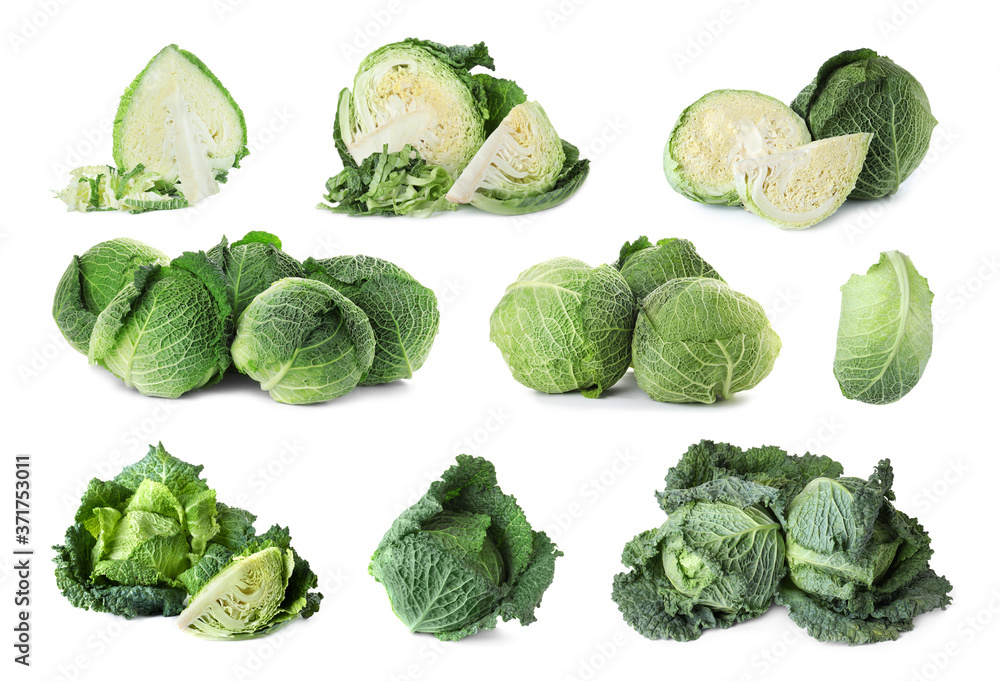 Fototapeta premium Set of cut and whole Savoy cabbages on white background
