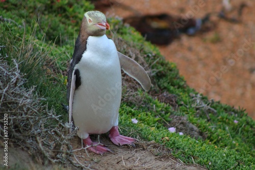 Yellow eyed penguin in New Zealand 
