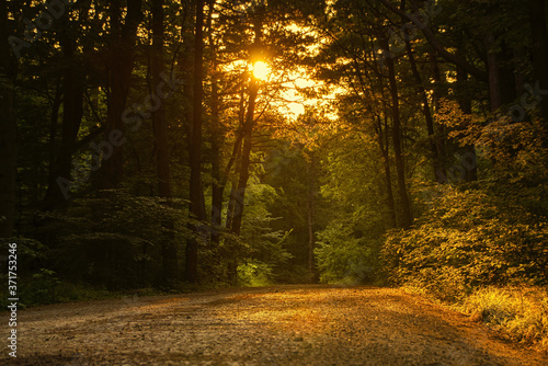 forrest in the golden hour with sun shining trough