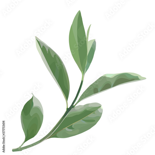 Beautiful twig with green leaves illustration on white background. Stylish design