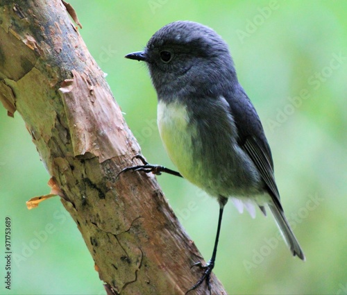 Bush Robin New Zealand 