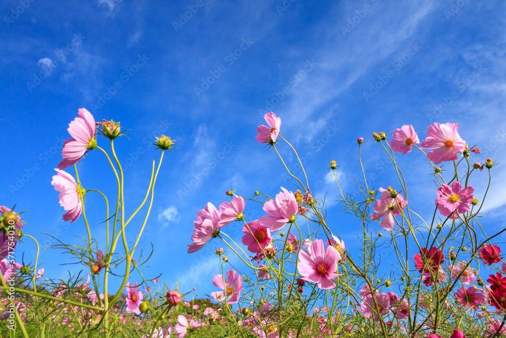 Obraz premium コスモス畑 秋のイメージ