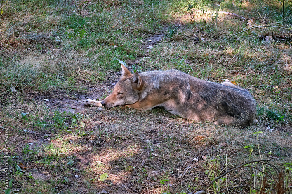 Europäischer Wolf