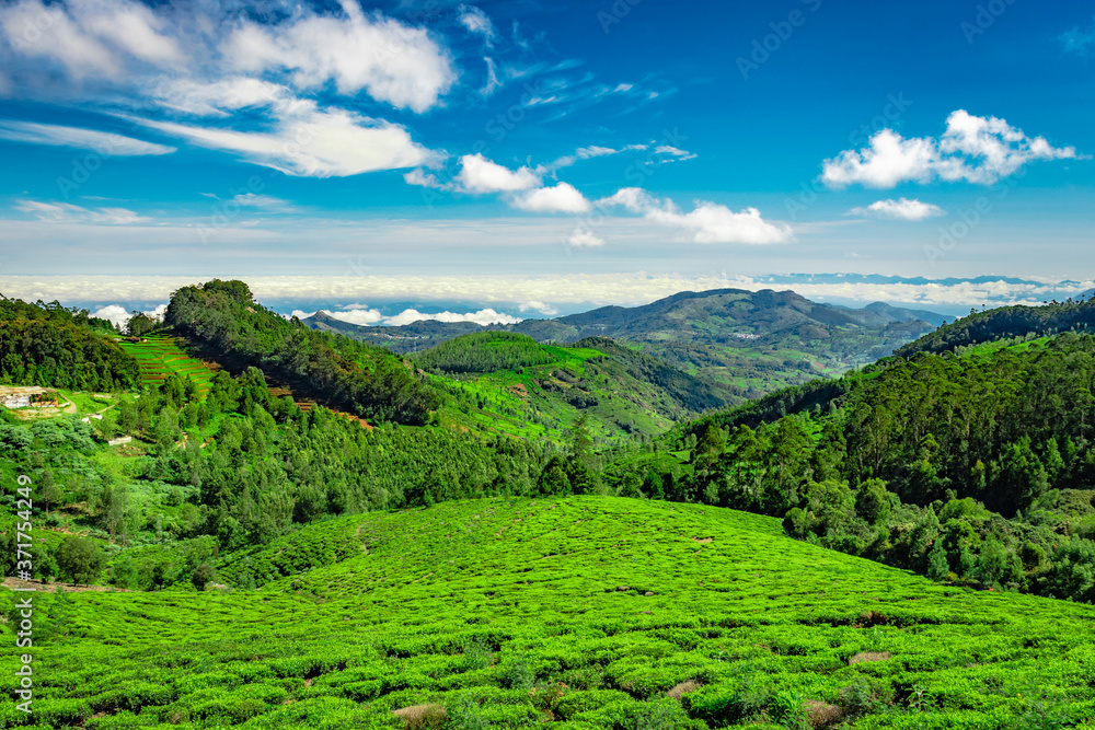 mountain range with tea garden and amazing blue sky flat angle shot