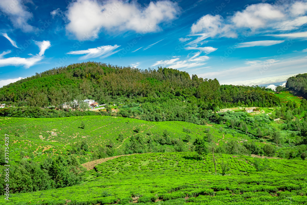 mountain with tea garden and amazing blue sky flat angle shot mountain with tea garden and amazing blue sky flat angle shot