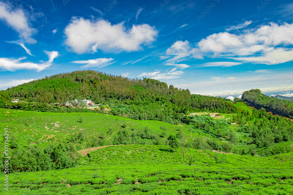 mountain with tea garden and amazing blue sky flat angle shot