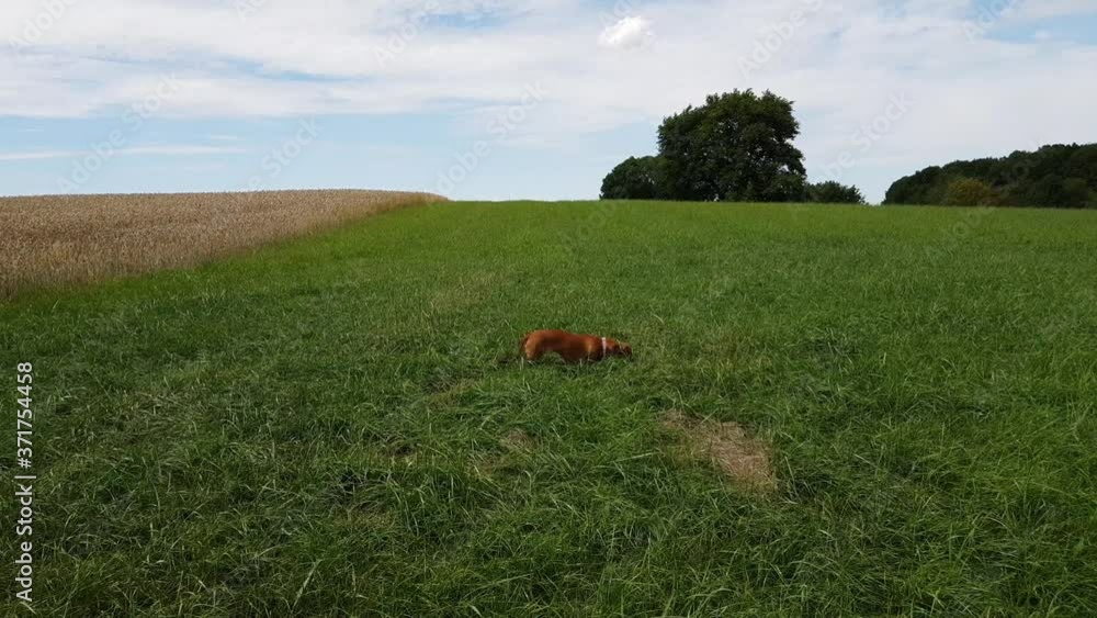 Dachshund walking calmly among the green grass of a farm field next to a golden rye field with trees and a blue sky in the background, sunny summer day in South Limburg, the Netherlands Dachshund walking calmly among the green grass of a farm field next to a golden rye field with trees and a blue sky in the background, sunny summer day in South Limburg, the Netherlands