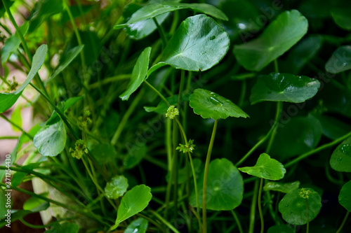 water drops on a green leaf © Sarunyu