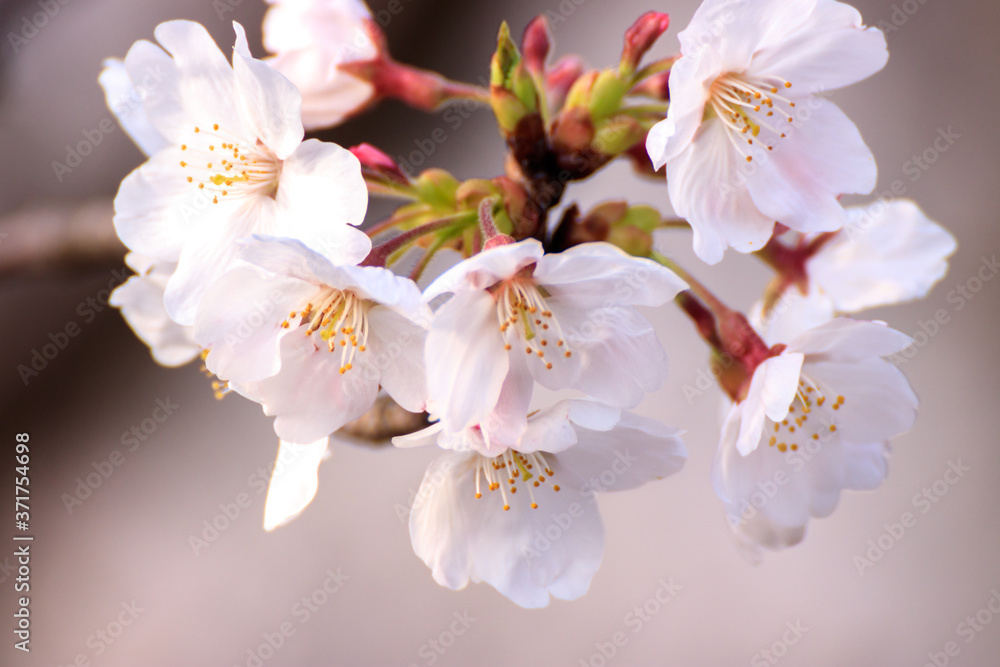 桜の花 春のイメージ 桜の花 春のイメージ