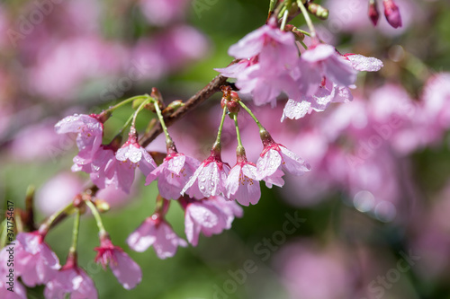 桜の花 春のイメージ