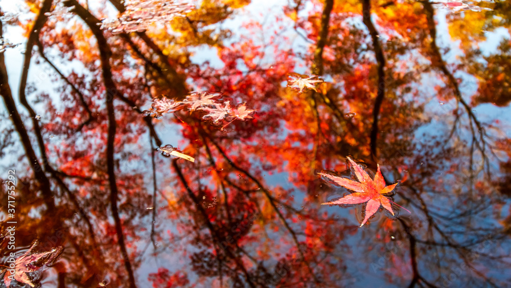 水面と紅葉 秋のイメージ 水面と紅葉 秋のイメージ