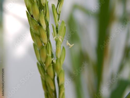 field rice Pollen riceRice flower pollen with water in the morning waiting to be pollinated and blurred insects..