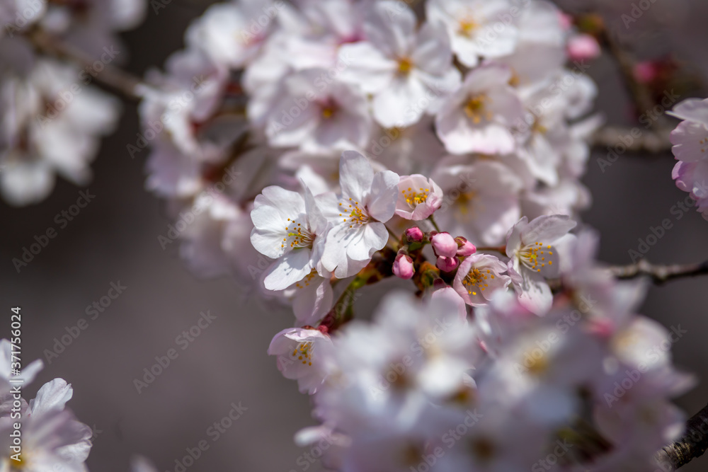桜の花 春のイメージ 桜の花 春のイメージ