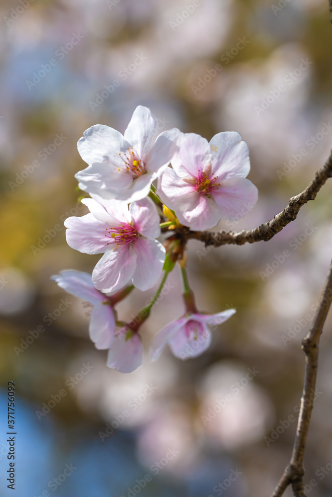 桜の花 春のイメージ 桜の花 春のイメージ