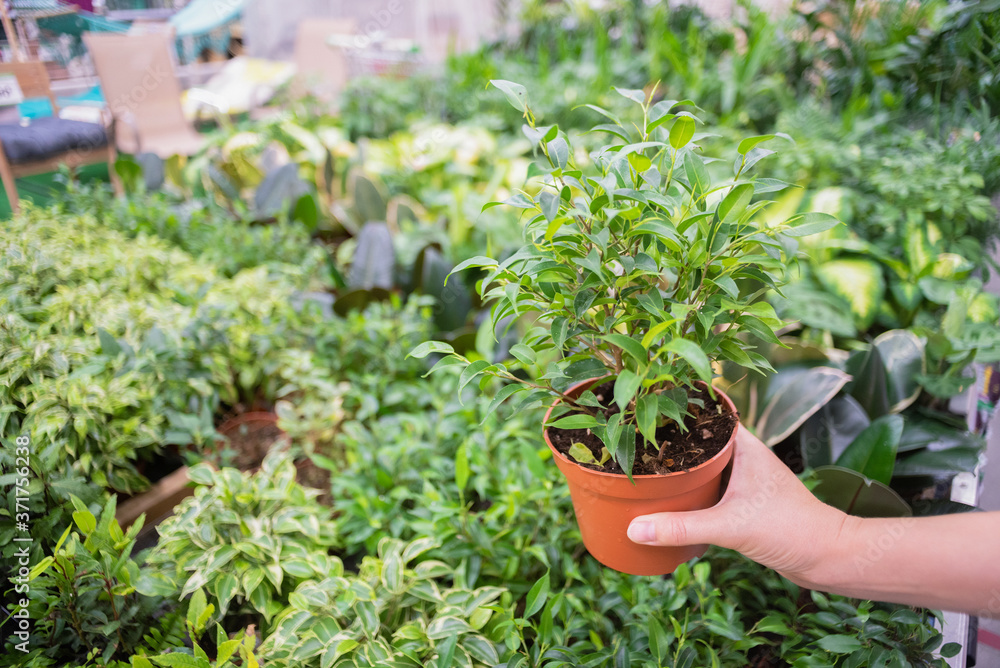 Gardener woman is holding in hands a ficus benjamin in a pot in a garden store.