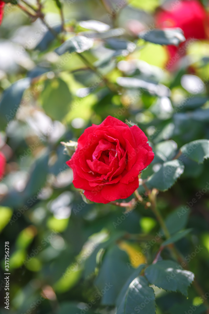 バラの花 バラの花