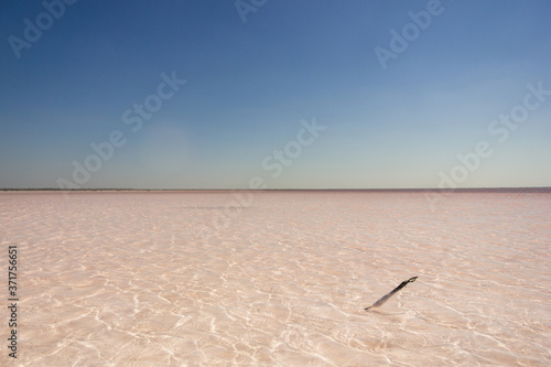 Close-up of the water of the salty pink lake Bursol (Altai Territory). photo