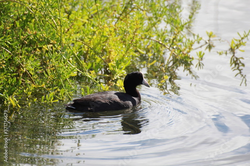 Photography Hawaiian Waterbirds