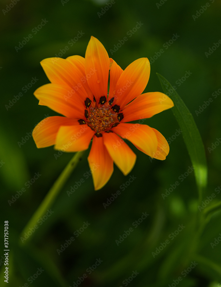 Amarillo Amarillo
