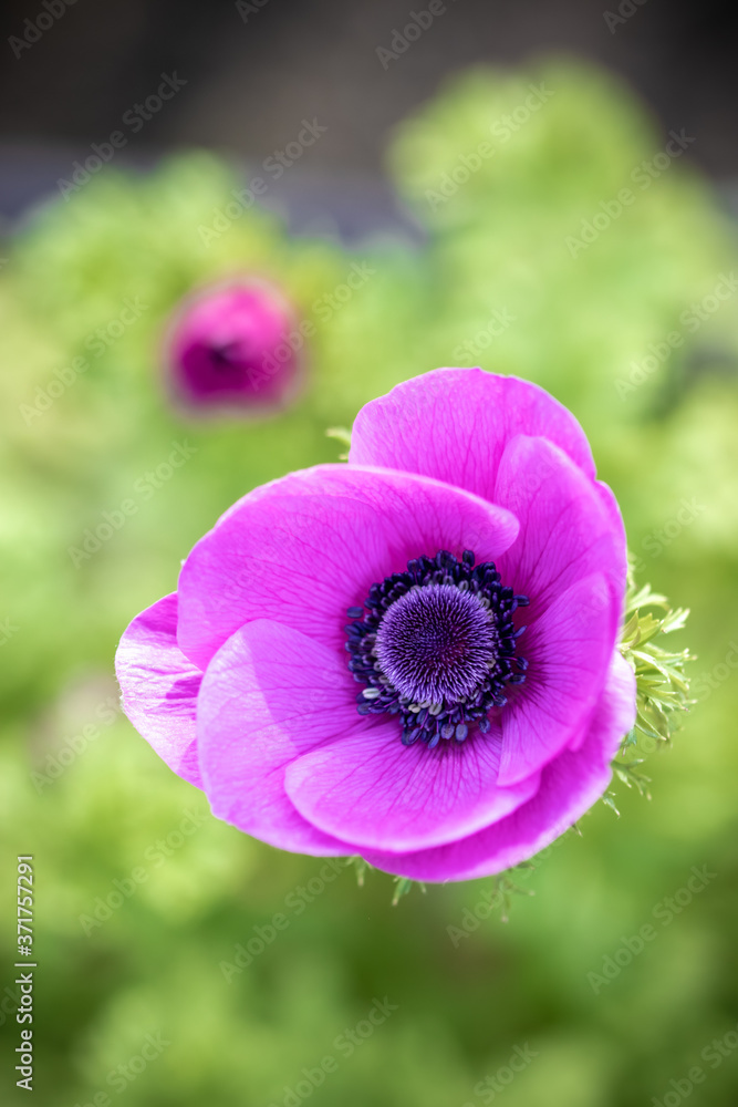 Fototapeta premium アネモネの花 春のイメージ