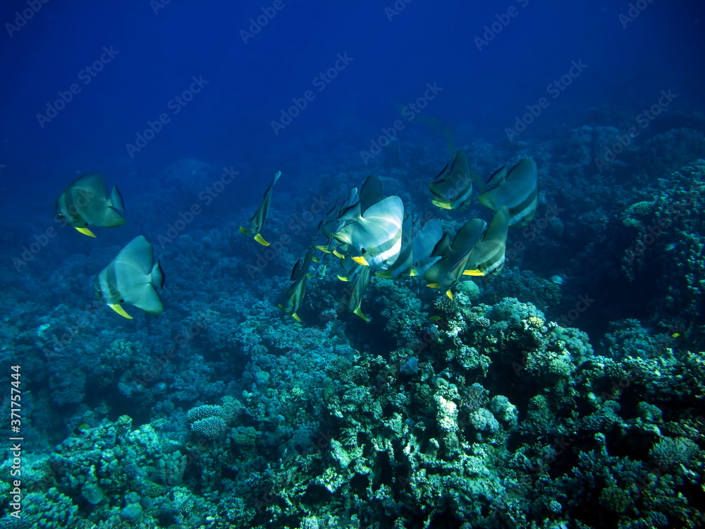 Longfin Batfish. Long fin Platax family Ephippidae - grows up to 70 cm It feeds on algae and small invertebrates. Longfin Batfish. Long fin Platax family Ephippidae - grows up to 70 cm It feeds on algae and small invertebrates.
