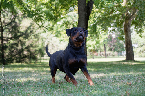 Purebred rottweiler on green grass