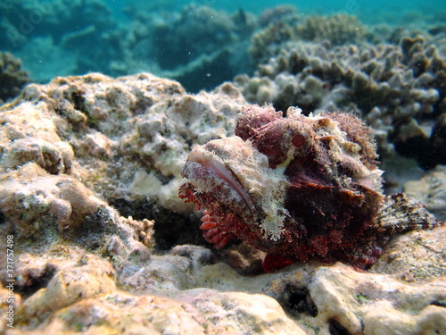 Scorpionfish, Fish - type bone fish Osteichthyes, Scorpaenidae, Flathead scorpenopsis. photo