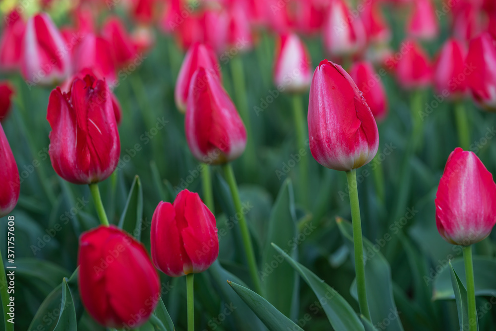 チューリップの花　春のイメージ