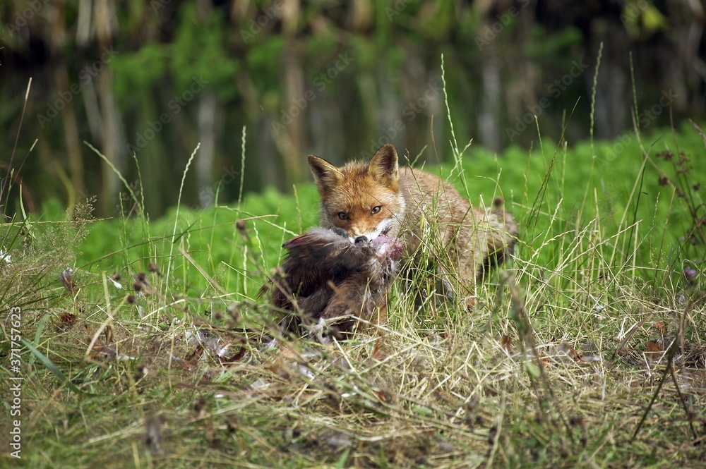 Red Fox, vulpes vulpes, Adult with a Kill, a Common pheasant, Normandy Red Fox, vulpes vulpes, Adult with a Kill, a Common pheasant, Normandy