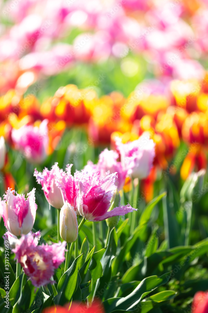 Fototapeta premium チューリップの花 春のイメージ