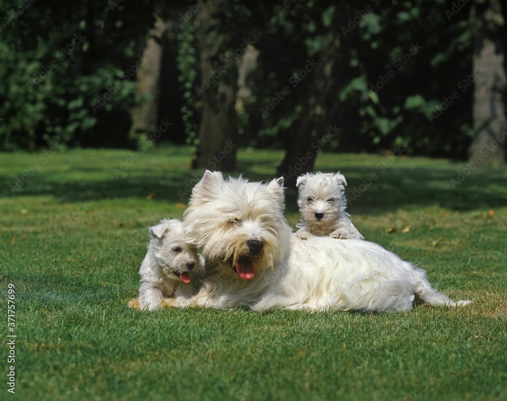 West Highland White Terrier or Westy, Female with Cub West Highland White Terrier or Westy, Female with Cub